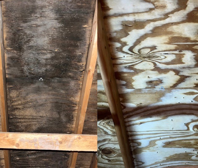 Attic Mold Remediation